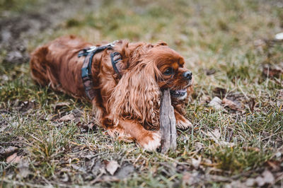 View of a dog on field