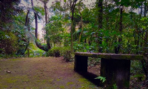 Footpath in forest