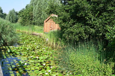 Plants growing on land