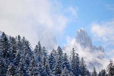 Low angle view of pine trees against sky