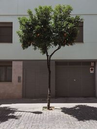 Tree on sidewalk by building in city