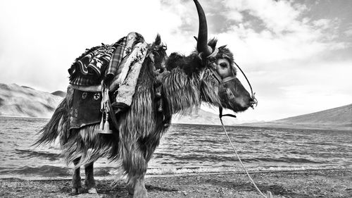 Horse standing on field against sky