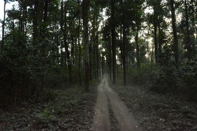 Dirt road amidst trees in forest