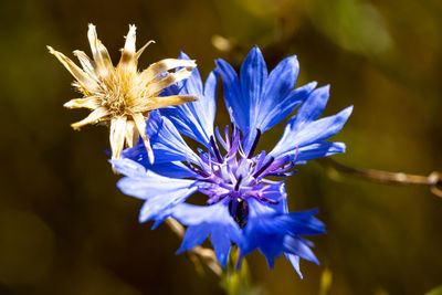 Close-up of purple flowering plant