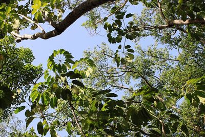 Low angle view of flowering tree against sky