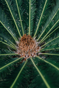 Close-up of coconut palm tree