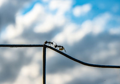 Low angle view of insect on cable against sky