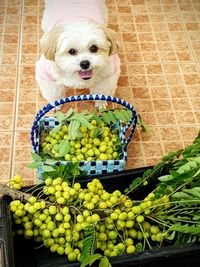 High angle view of dog in basket