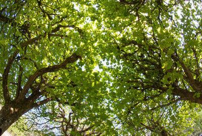 Low angle view of tree in forest