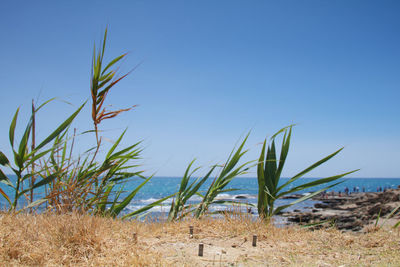 Grass growing on beach against clear blue sky