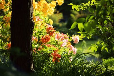 Yellow flowers growing on tree