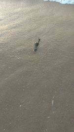 High angle view of duck swimming in sea