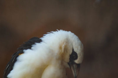 Close-up of white swan