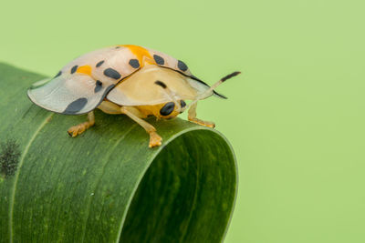 Cute beautiful tortoise beetles	
