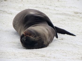 Close-up of an animal sleeping on sand at beach