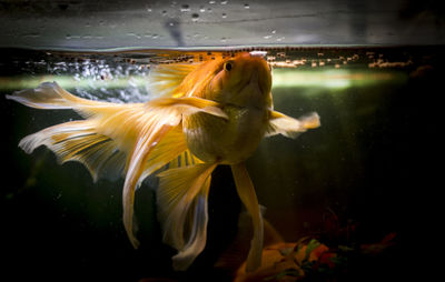 Close-up of fish swimming in aquarium