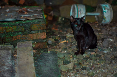 Portrait of black cat sitting outdoors