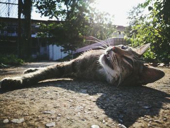 Side view of horse lying down