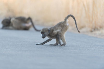 Monkey on the road