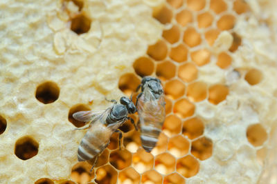 Close-up of bee on leaf