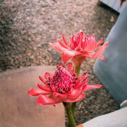 Close-up of pink rose ginger  flower