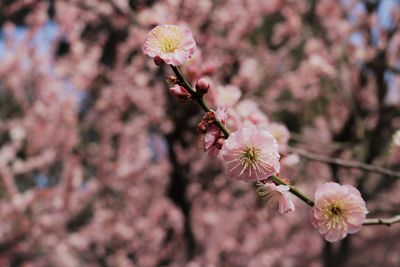 Close-up of pink cherry blossom