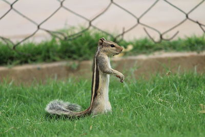 Lizard on field