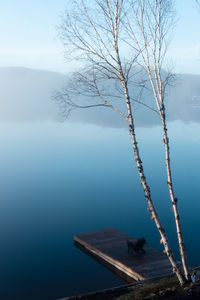 Bare tree by lake against sky