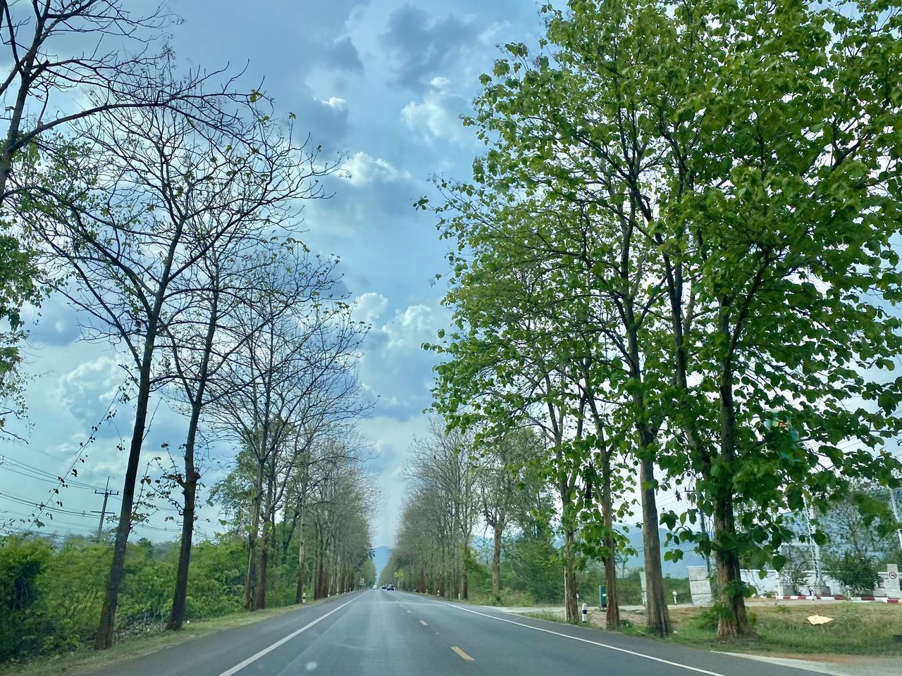 EMPTY ROAD ALONG TREES