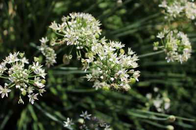 Close-up of white flowering plant