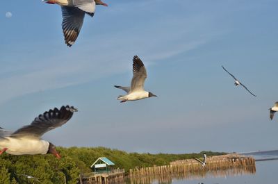 Seagulls flying over lake against sky