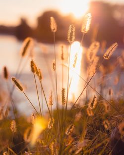 Close-up of stalks in field against sunset