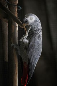 Close-up of parrot perching on branch