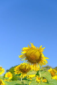 Close-up of yellow sunflower against clear blue sky