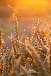 Close-up of wheat growing on field