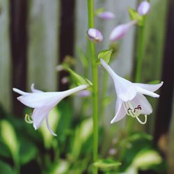 Close-up of white flower blooming outdoors