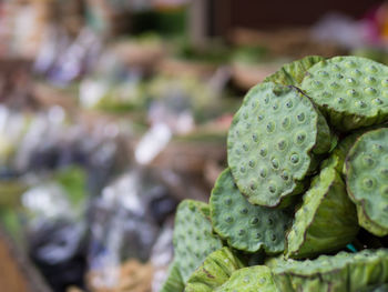 Close-up of cactus growing outdoors