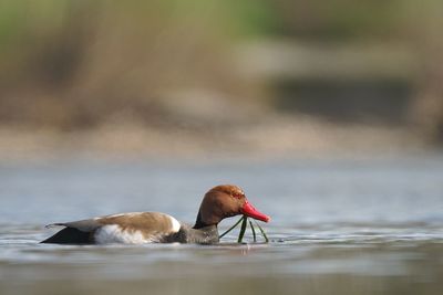 Bird swimming in lake