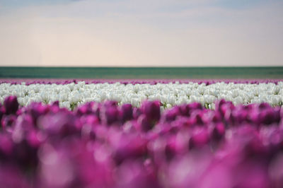 Close-up of purple flowers against sky