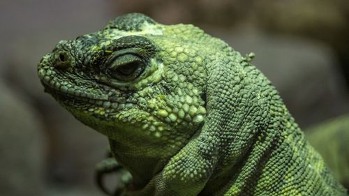 Close-up of lizard