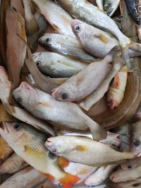 High angle view of fish for sale in market