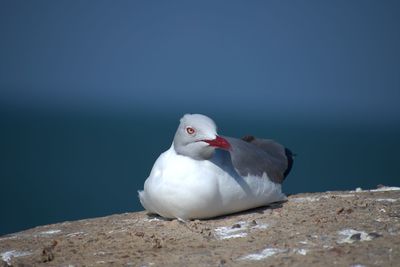 Close-up of seagull perching