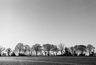 Bare trees on field against clear sky