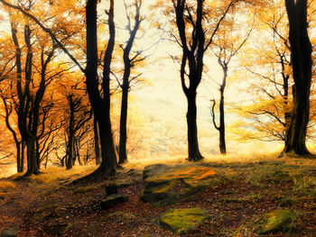 Trees in forest during autumn