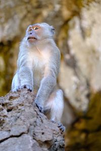 Close-up of monkey sitting on rock