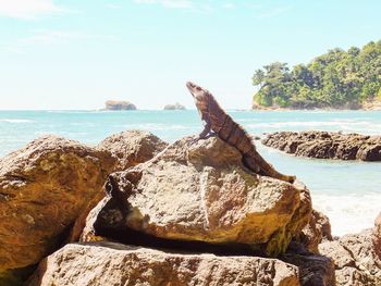 Close-up of lizard on rock by sea against sky