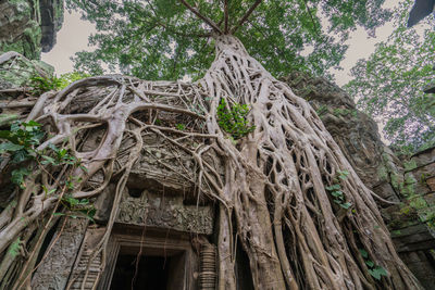 Low angle view of tree trunk