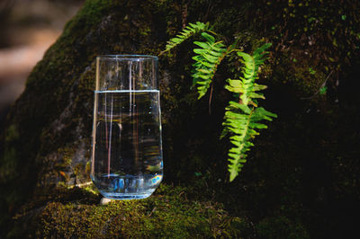 Clean drinking water in a round glass cup on a stone with moss and ferns, close-up on the background