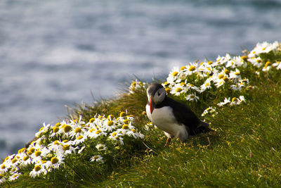 Puffin bird on a plant near the ocean