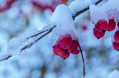 Close-up of frozen berries on tree